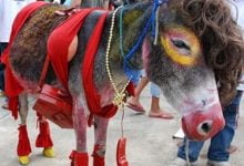 Programación del Festival Nacional del burro 2025