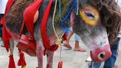 Programación del Festival Nacional del burro 2025