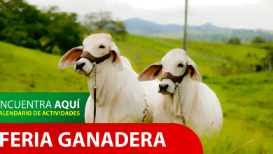 Programación de la feria ganadera