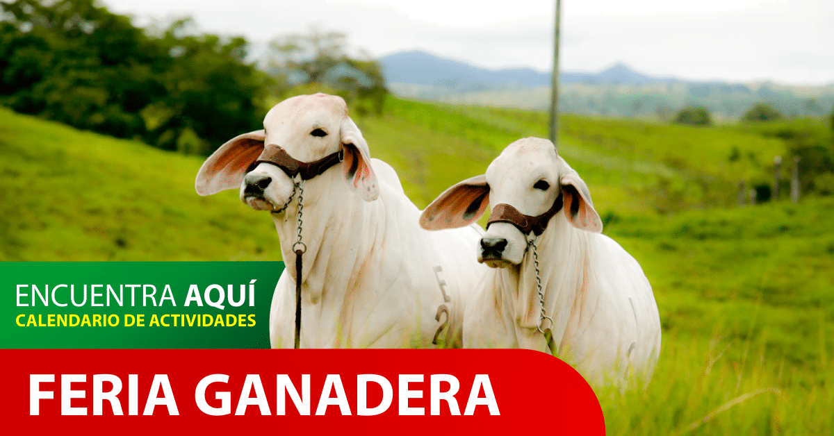 Programación de la feria ganadera