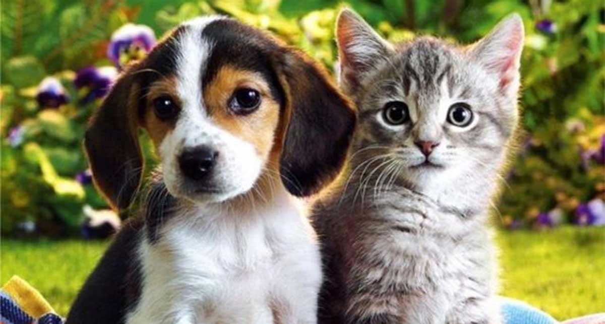 Se realizará Jornada de vacunación gratuita para mascotas
