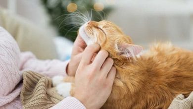 Beneficios de tener un gato de mascota