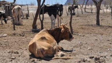 Cómo mantener en buen estado al ganado durante la sequía