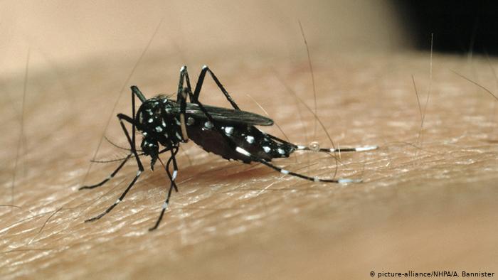 23 muertes por Dengue en 2020 por qué preocupa más el Coronavirus