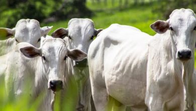 Entregarán suplemento alimenticio para ganado a productores de Córdoba