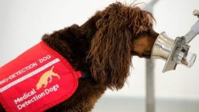 Investigadores británicos entrenan perros para detectar Covid19