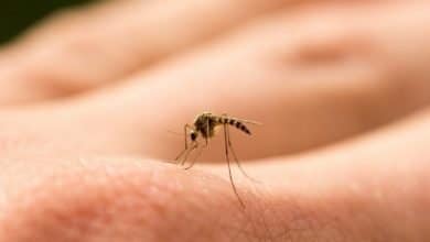 Alerta mundial por mosquito que transmite hasta 22 tipos de virus
