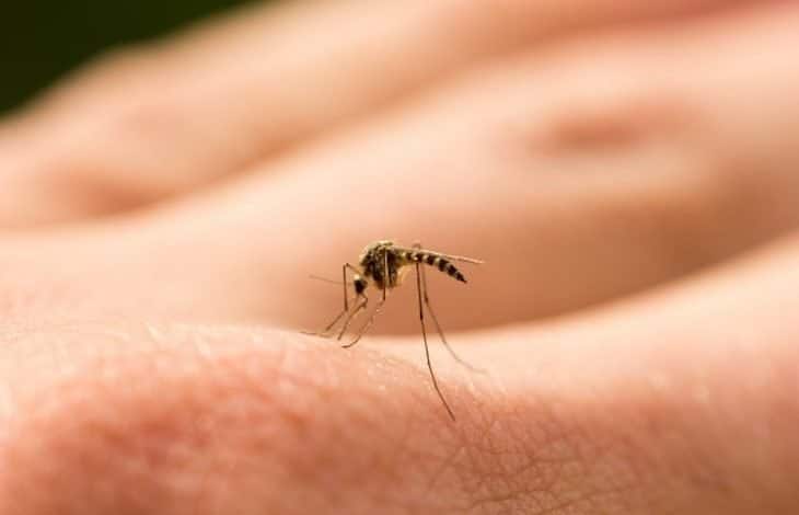 Alerta mundial por mosquito que transmite hasta 22 tipos de virus