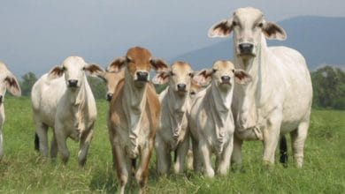 Cuál es protocolo de bioseguridad para el sector ganadero