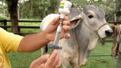 El 18 de mayo inicia 1er ciclo de vacunación contra la fiebre aftosa -