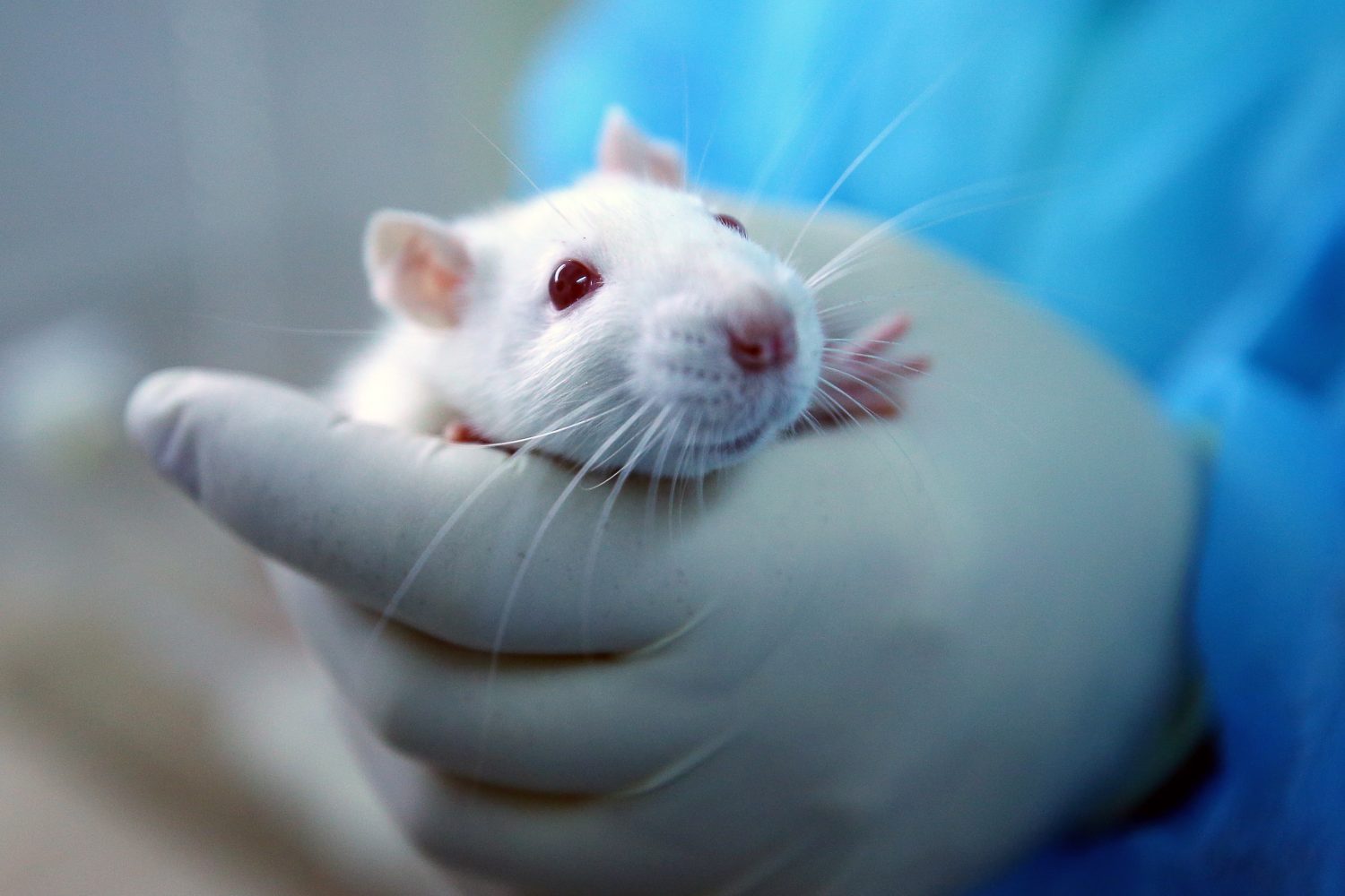 Nuevo caso de hepatitis transmitida por ratas a humanos
