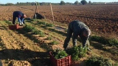 Recomendaciones que deben seguir los trabajadores del sector rural