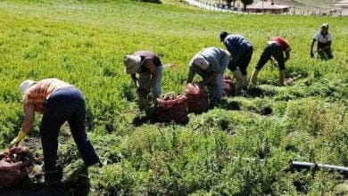 MinAgricultura amplia inscripciones para otorgar incentivo económico