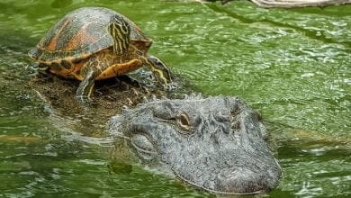 Conversatorio sobre la fauna silvestre de los Valles de Sinú y San Jorge