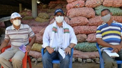 Productores de maíz blanco de Córdoba recibirán incentivo