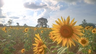 ¿Sabías que en Montería se siembran girasoles? Te contamos dónde