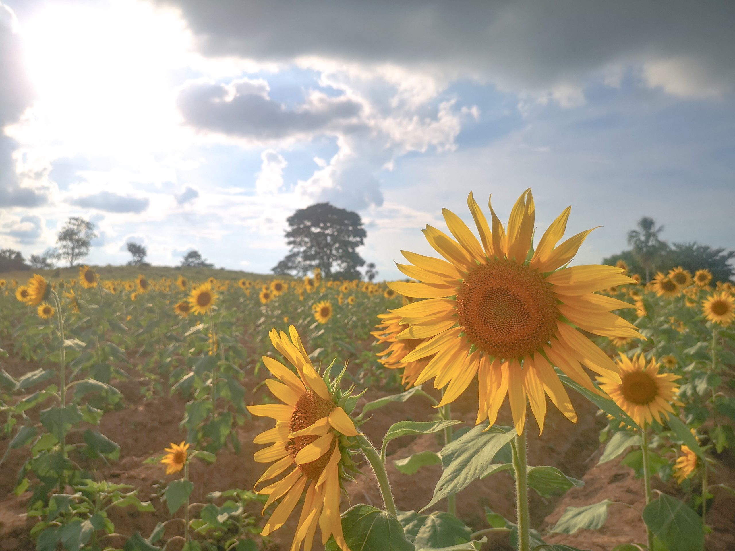¿Sabías que en Montería se siembran girasoles? Te contamos dónde
