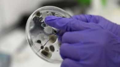 ¿Qué se sabe de la nueva cepa de Covid19?