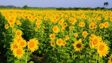 Montería se llena de girasoles