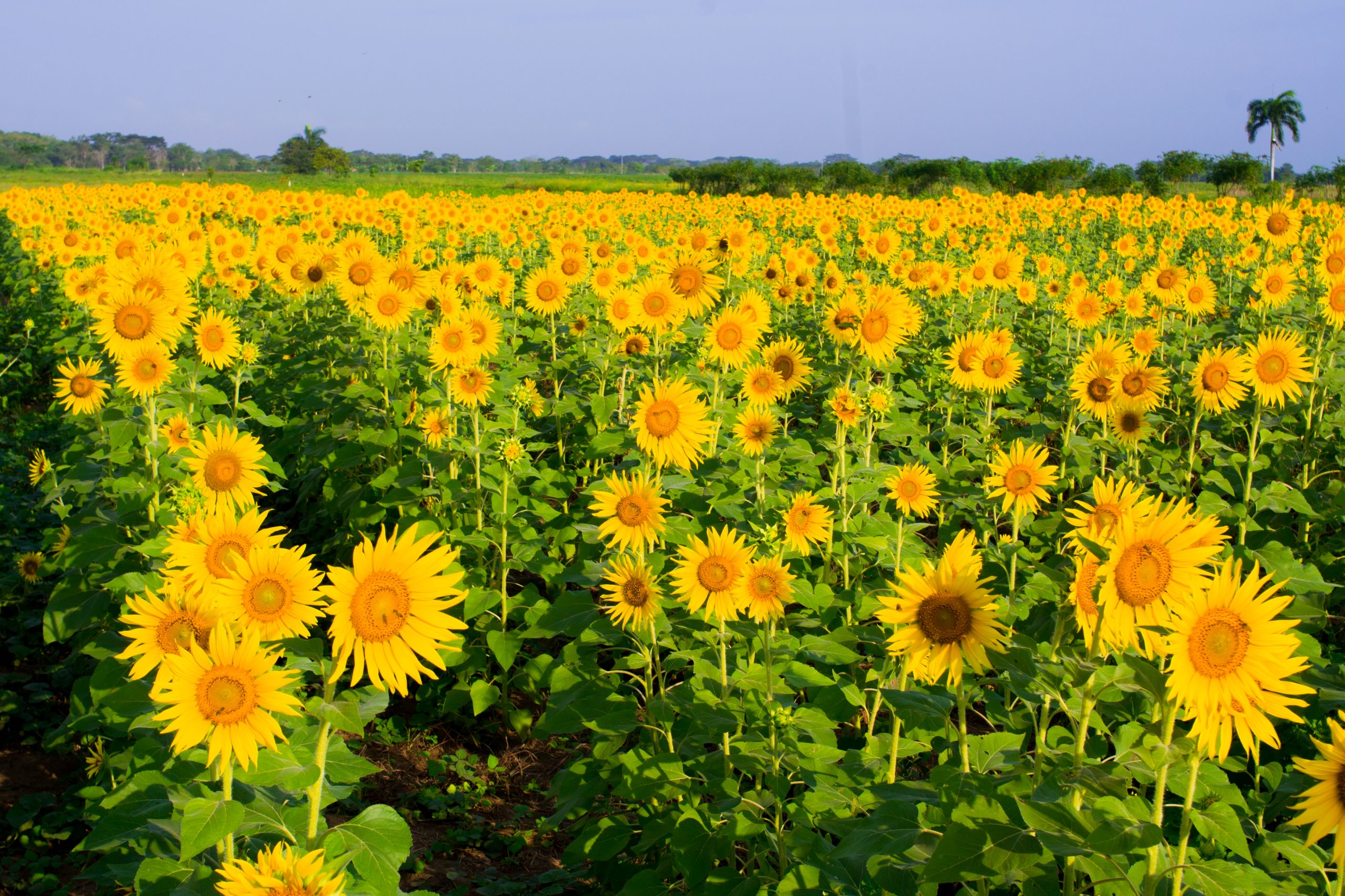 Montería se llena de girasoles