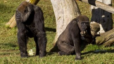 Reportan los primeros casos de Covid19 en gorilas