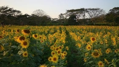 ¿Sembrarán más girasoles en Montería? Conoce todo sobre estos cultivos