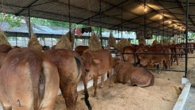 Programación de Expoterneros Montería 2021