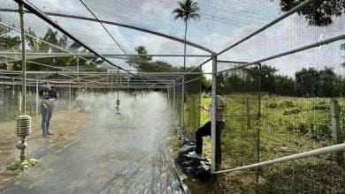 Reactivarán Vivero Municipal de Montería