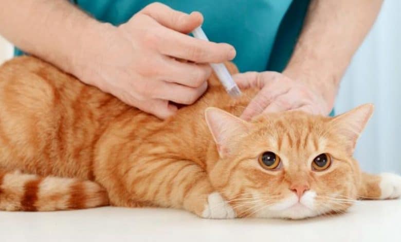 Rusia aprueba primera vacuna contra el covid19 para animales