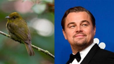 Leonardo DiCaprio destacó el hallazgo de 30 nuevas especies de aves en Córdoba