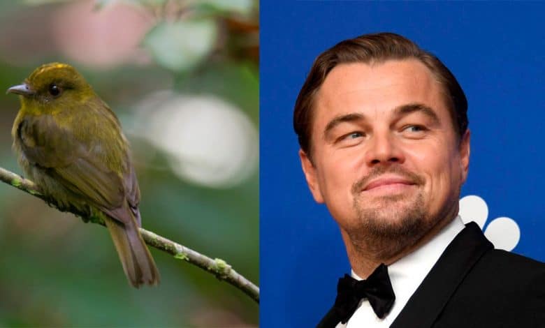 Leonardo DiCaprio destacó el hallazgo de 30 nuevas especies de aves en Córdoba
