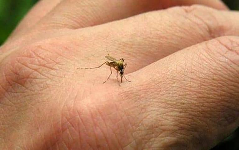 Montería está entre las ciudades del país con mayor transmisibilidad de dengue