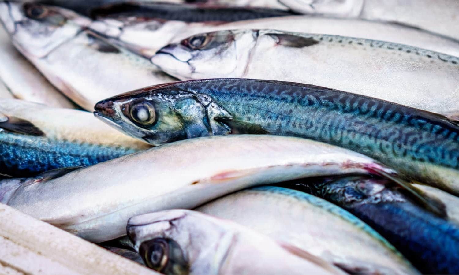 cómo saber si un pescado está en buen estado