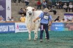 Feria Nacional Cebú